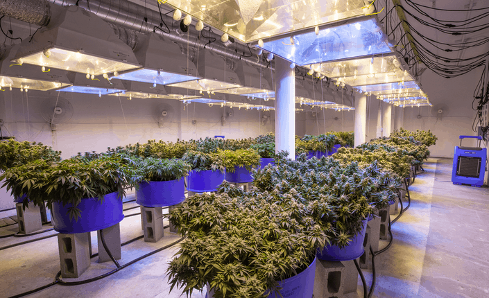 Cannabis Plant 1